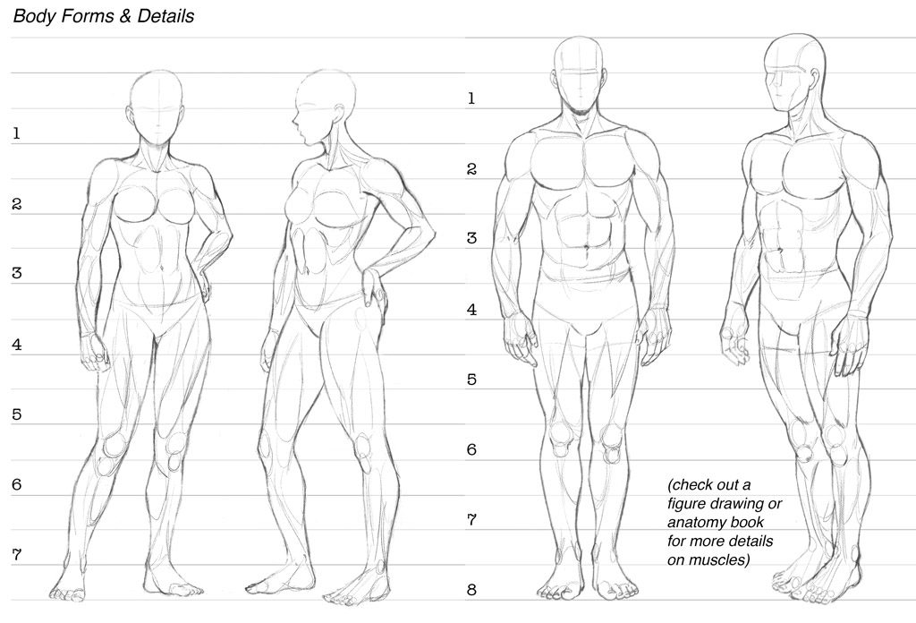 How to Draw Various Body Types and Proportions for Comics - Design Cuts